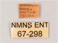 栗六點天蛾藏品圖，第3張