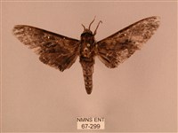 白星天蛾藏品圖，第1張