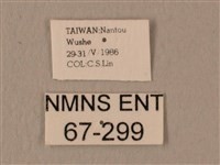 白星天蛾藏品圖，第3張