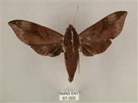 背中白天蛾藏品圖，第1張