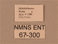 背中白天蛾藏品圖，第3張