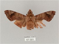 姬缺角天蛾藏品圖，第1張