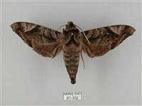 全緣缺角天蛾藏品圖，第1張