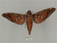 全緣缺角天蛾藏品圖，第2張