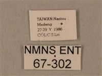 全緣缺角天蛾藏品圖，第3張