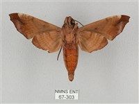 姬缺角天蛾藏品圖，第2張