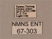 姬缺角天蛾藏品圖，第3張