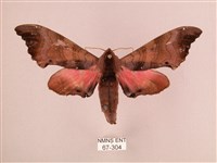 桃紅六點天蛾藏品圖，第1張