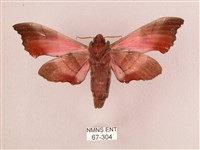 桃紅六點天蛾藏品圖，第2張