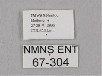 桃紅六點天蛾藏品圖，第3張