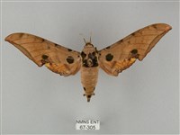 裂斑鷹翅天蛾藏品圖，第1張