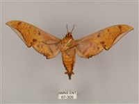 裂斑鷹翅天蛾藏品圖，第2張