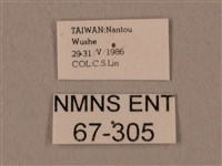 裂斑鷹翅天蛾藏品圖，第3張