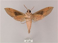 藏斜紋天蛾藏品圖，第2張