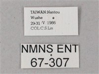 藏斜紋天蛾藏品圖，第3張