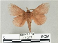 馬尾松枯葉蛾藏品圖，第2張