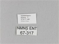 馬尾松枯葉蛾藏品圖，第3張