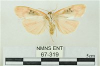 臺雪苔蛾藏品圖，第2張