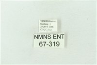 臺雪苔蛾藏品圖，第3張