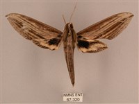 棕綠背線天蛾藏品圖，第1張