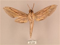 棕綠背線天蛾藏品圖，第2張