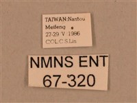 棕綠背線天蛾藏品圖，第3張