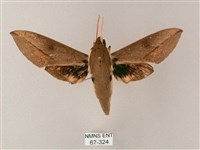 藏斜紋天蛾藏品圖，第1張