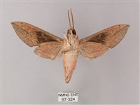 藏斜紋天蛾藏品圖，第2張