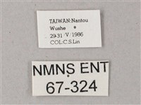 藏斜紋天蛾藏品圖，第3張