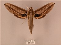 棕綠背線天蛾藏品圖，第1張