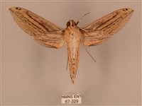 棕綠背線天蛾藏品圖，第2張