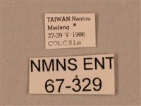 棕綠背線天蛾藏品圖，第3張