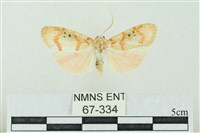 臺雪苔蛾藏品圖，第1張