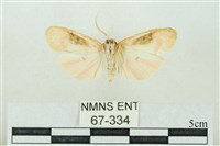 臺雪苔蛾藏品圖，第2張