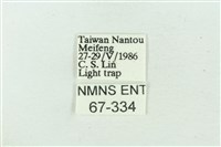 臺雪苔蛾藏品圖，第3張