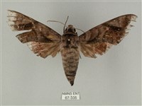 全緣缺角天蛾藏品圖，第1張