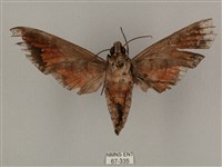 全緣缺角天蛾藏品圖，第2張