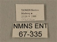 全緣缺角天蛾藏品圖，第3張