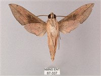 藏斜紋天蛾藏品圖，第2張