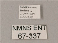 藏斜紋天蛾藏品圖，第3張