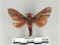 大褐斑枯葉蛾藏品圖，第1張