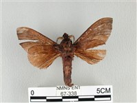 大褐斑枯葉蛾藏品圖，第2張