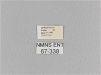 大褐斑枯葉蛾藏品圖，第3張