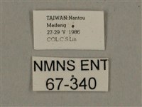 棕綠背線天蛾藏品圖，第3張