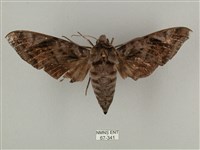 全緣缺角天蛾藏品圖，第1張