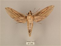 棕綠背線天蛾藏品圖，第2張