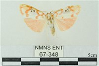 臺雪苔蛾藏品圖，第1張