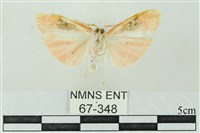 臺雪苔蛾藏品圖，第2張