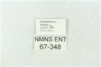 臺雪苔蛾藏品圖，第3張