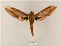 綠背斜紋天蛾藏品圖，第1張